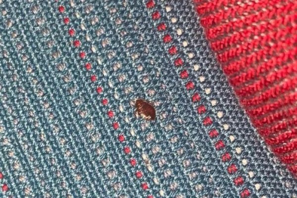 Mai multe avioane ale unei companii aeriene, infestate de ploșnițe. Pasagerii se plâng că au urme de mușcături