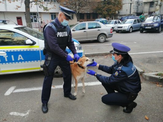 Intervenții ale polițiștilor de la protecția animalelor