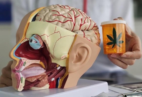 Cel mai amplu studiu asupra cannabisului și a funcției creierului a dezvăluit o legătură îngrijorătoare