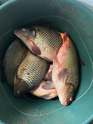 Bărbat care comercializa peste 30 de kg de pește fără acte de proveniență depistat de jandarmi