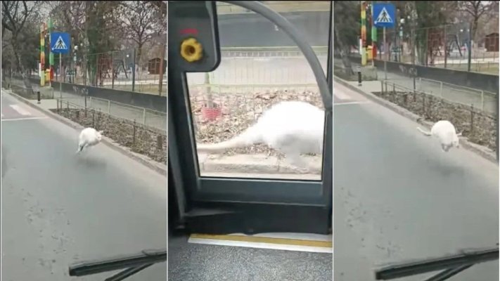 Apariție inedită în Capitală: un cangur alb străbate străzile din Rahova spre deliciul trecătorilor. Video