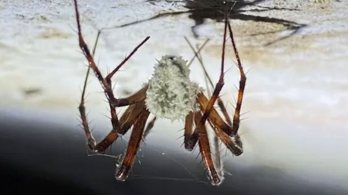 Descoperire impresionantă: Păianjeni „zombie“ infectați cu o ciupercă nemaivăzută până acum