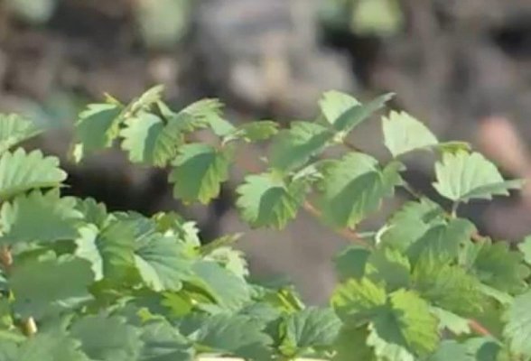 Ce este poterium, noua plantă apărută în România, care are gust de castravete iute