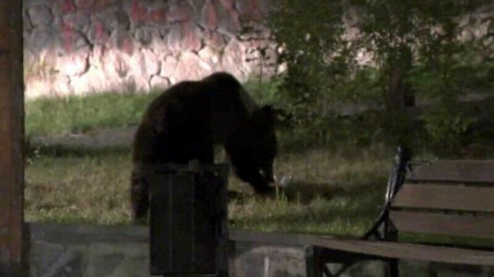 Un bărbat a fost atacat de urs pe o stradă din Predeal. Victima este în stare extrem de gravă