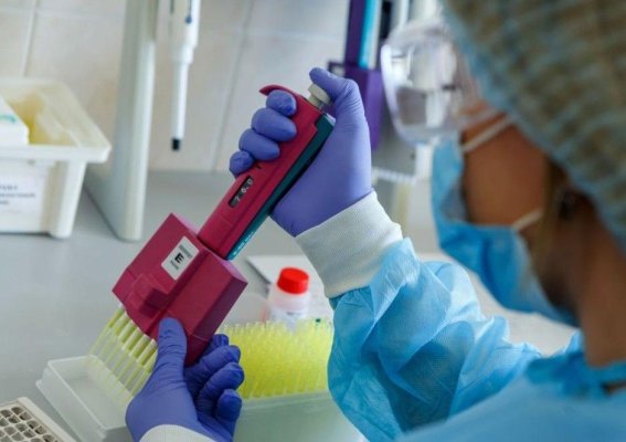 Gripa aviară H5N1, confirmată la rațele sălbatice găsite pe lacul Techirghiol