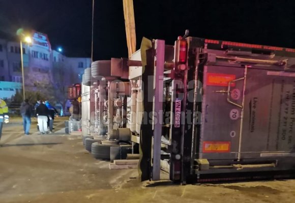 Un TIR încărcat cu porci s-a răsturnat pe A4, la ieșire din Ovidiu. Video