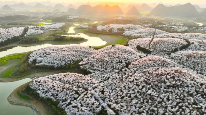 Imagini uluitoare din China cu cireșii înfloriți