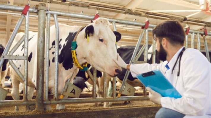 A fost aprobat planul de măsuri pentru prevenirea apariției virusului febrei aftoase în județul Constanța