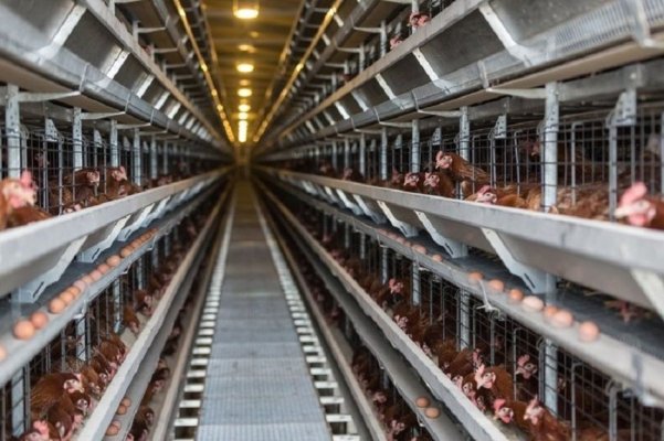 O tulpină de gripă aviară, transmisibilă la om, a reapărut într-o fermă din SUA