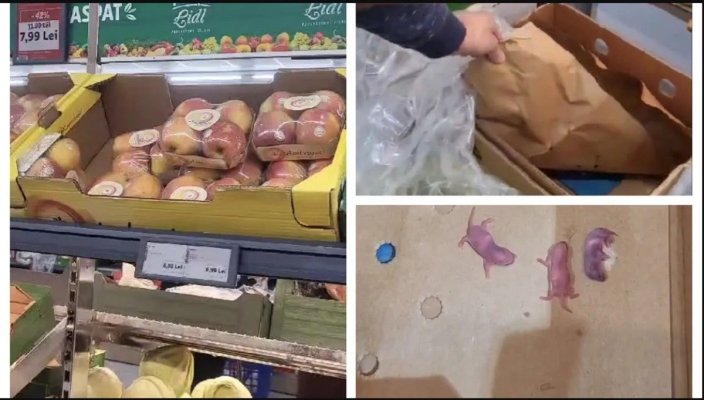 Imagini de coșmar la Lidl! Pui de șoareci, găsiți într-un bax cu banane. Video