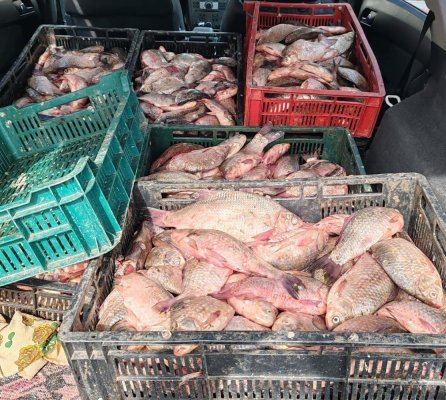 Bărbat prins de polițiști în Fântânele cu 110 kg de pește, fără acte de proveniență