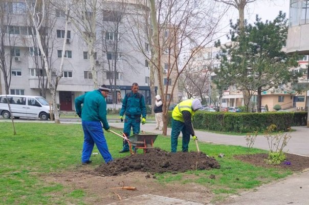 Primăria Constanța face plantări pe bulevardul Mamaia