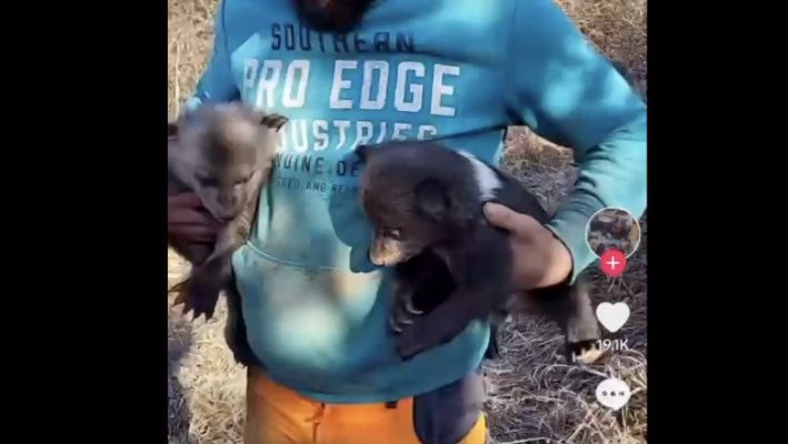 Un bărbat care s-a filmat cu doi pui de urs găsiți este cercetat pentru braconaj  