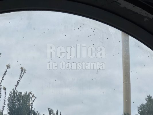 Poarta 6 și KM 4-5, sub asediul... muștelor! Ce spun specialiștii. Video  