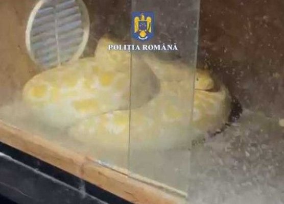 Un crescător de șerpi care hrănea reptilele cu animale vii a fost săltat de polițiști