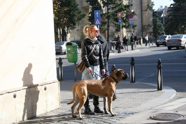 Amendă usturătoare pentru stăpânii de câini din România. Legea care îi arde la buzunare