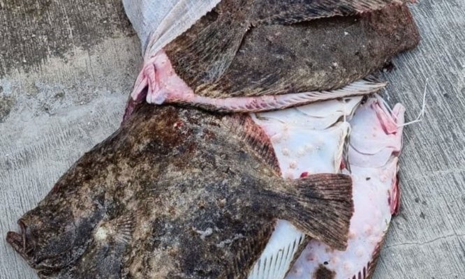 Captură de proporții a Gărzii de Coastă: 760 de kg de calcan confiscate de la braconieri