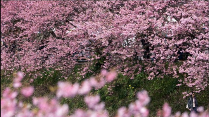 Japonezii au creat o aplicație cu AI pentru a salva pomii și a proteja „sakura”
