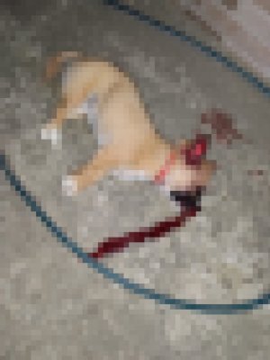 Cruzime de neimaginat, la Luncavița, unde mai mulți câini au fost uciși. Vezi cine e făptașul?