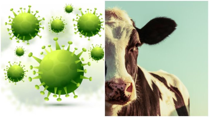 Ungaria acuză un „atac biologic”, care ar fi provocat focarul de febră aftoasă: „Posibil un virus modificat artificial”