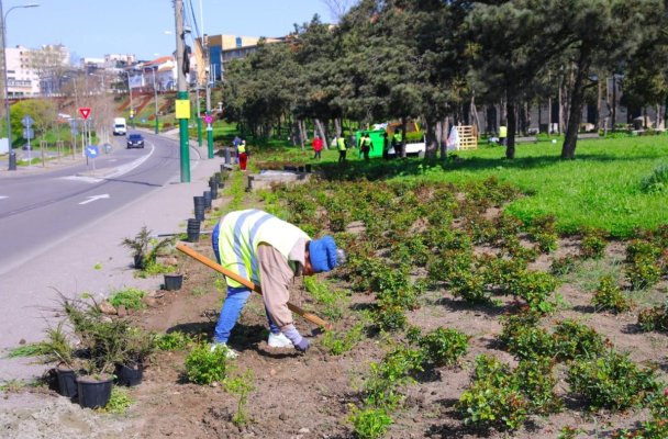 Campanie de înfrumusețare urbană: peste 3600 de trandafiri plantați în Constanța