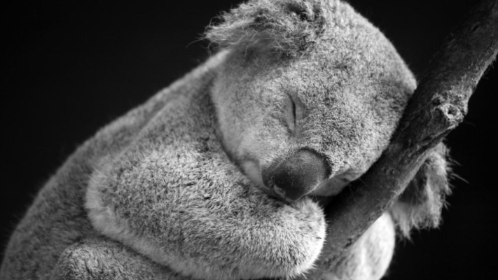 Sute de koala sunt uciși de lunetiști din elicoptere, în Australia
