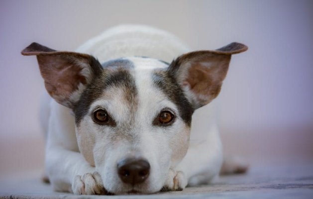  Taxa pe câine devine obligatorie într-un oraș din România, chiar dacă nu deții un animal de companie