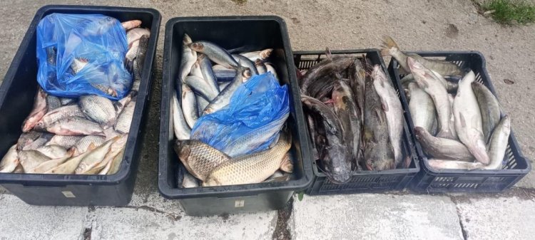 Bărbat care vindea, fără acte, 135 kg de pește, descoperit de jandarmii constănțeni în Oborul din Cobadin