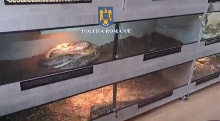 Ca să scape de o fobie, un ploieștean și-a cumpărat 150 de tarantule, șerpi și reptile