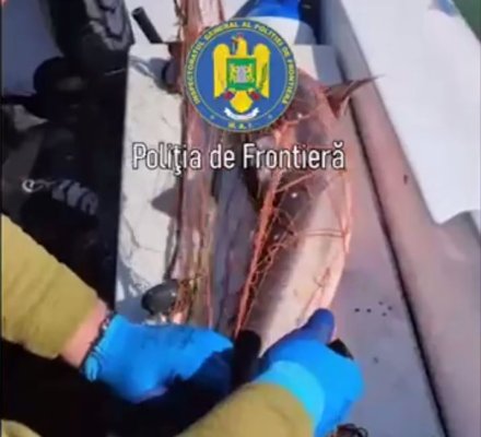 Şapte sturioni şi un rechin prinşi în plase braconierilor, eliberaţi în mediul natural de către polițiștii de frontieră tulceni! Video