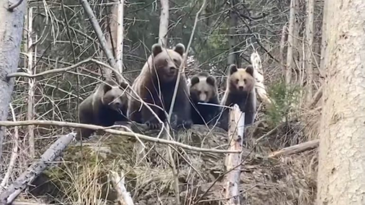 Mesaj Ro-Alert după ce o ursoaică cu doi pui a fost văzută într-o comună din județul Neamț