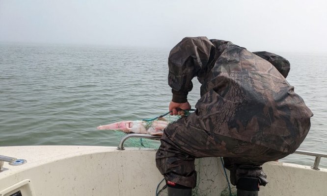 Captură uriașă în Marea Neagră! Trei bărbaţi au fost prinşi când pescuiau ilegal, aproape de Mangalia. Video