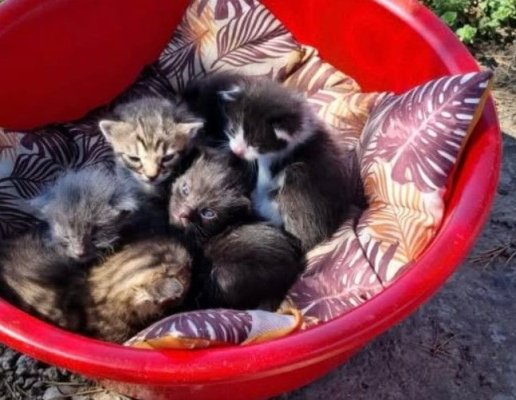 O femeie a fost amendată de polițiști, după ce a abandonat 6 pui de pisică, în parcarea unui hipermarket din Constanța