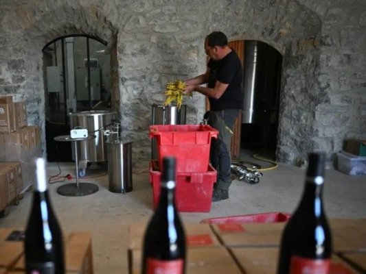 Viticultorii francezi planează aloe vera în locul viței de vie pentru a se adapta la secetă