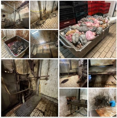 Imagini greu de digerat: Inclusiv Piedone a făcut față cu greu, când a intrat într-un abator de lângă București