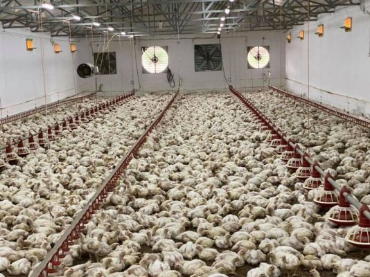 Un român a provocat pierderi uriașe unui crescător austriac după ce a omorât 1.000 de pui din răzbunare