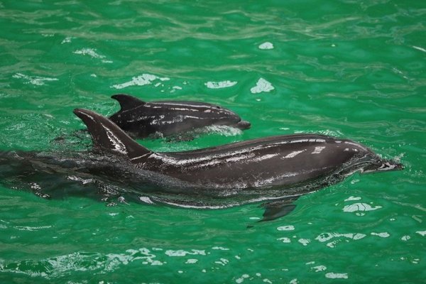 Delfinariu: Nu ratați spectacolele delfinilor până la sfârșitul anului