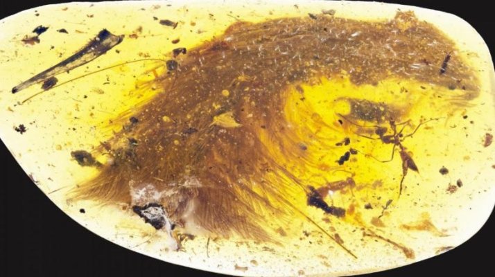 Oamenii de știință au descoperit o coadă de dinozaur uimitoare, veche de 99 de milioane de ani, prinsă în chihlimbar