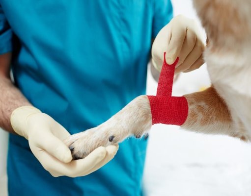 Primăria Constanța: un câine microcipat și sterilizat este un câine protejat