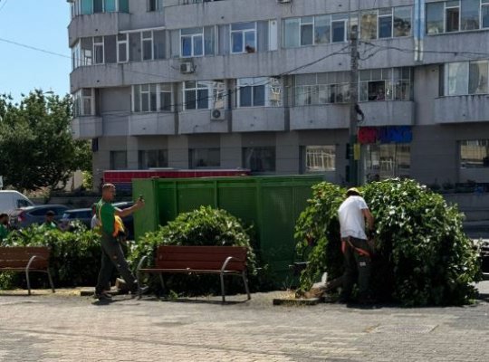 De ce se taie copacii din zona Victoria?  Video