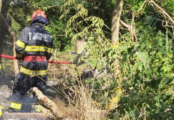 Pădurea Caraorman din Tulcea a luat foc de la toba de eșapament a unei mașini
