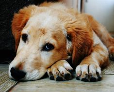 Angajații unei firme de ecarisaj au fost acuzați de stăpânul unui câine că i-au împușcat animalul de companie cu tranchilizant 