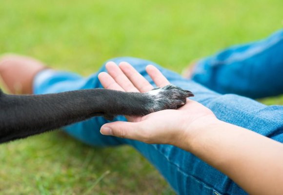 Microciparea câinilor, o obligație a proprietarilor și o măsură de protecție în cazul pierderii animalului