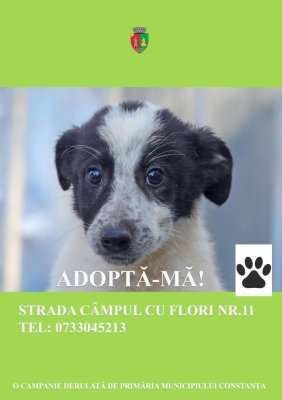 Continuă campania Adoptă un cățel! 