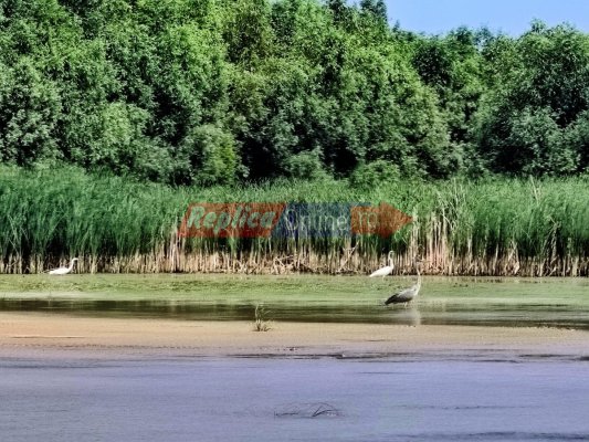 Delta Dunării rămâne o oază de liniște și frumusețe naturală. Video