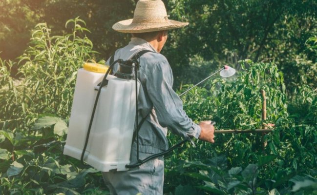 Topul alimentelor contaminate cu pesticide în România. Directorul ICA: „Pe primele locuri nu sunt legumele și nici fructele”