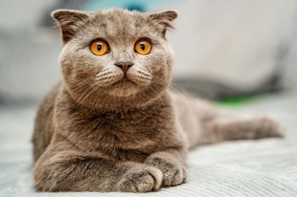 Guvernul vrea sa strângă bani la buget de pe urma pisicilor. Care este planul membrilor Executivului