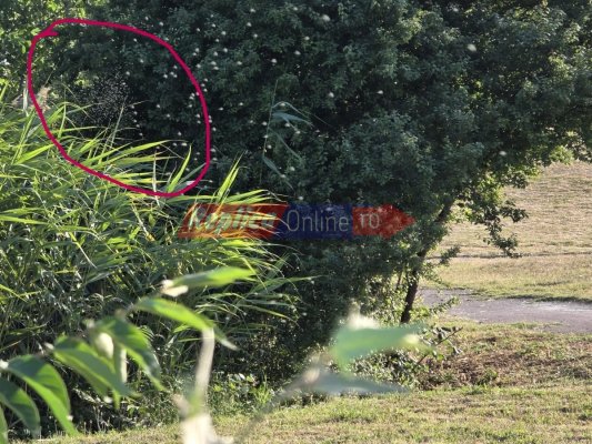 Parcul Tăbăcărie, invadat de... țânțari. Licitația pentru dezinsecție a fost suspendată. Video