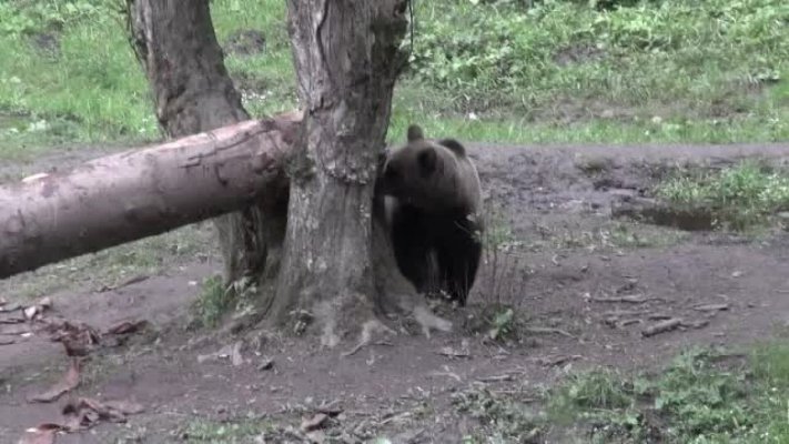 Șeful Ocolului Silvic, sfâșiat de ursul vânat în Argeș