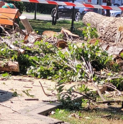 Mai mulți copaci, din parcul Tomis 2, tăiați de angajații Confort Urban! Video